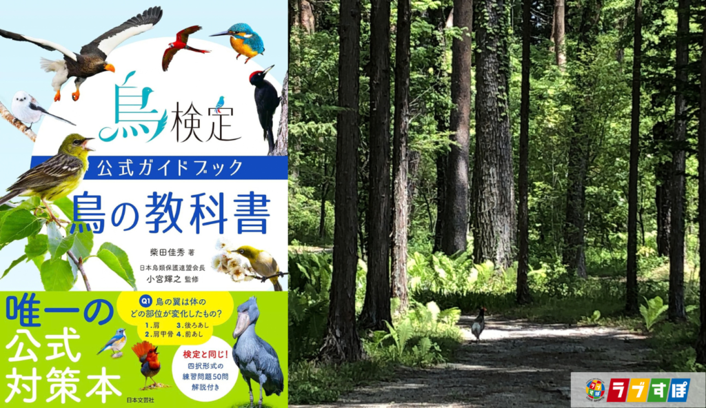 政府ではなく日本鳥学会が決定!国鳥キジ誕生の意外な経緯【鳥検定公式ガイドブック 鳥の教科書】