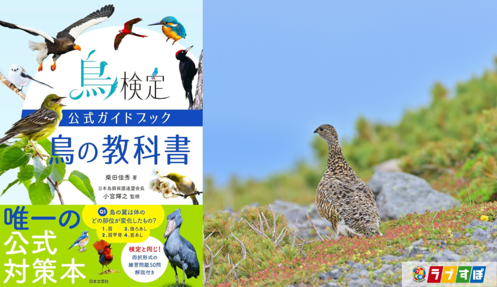 特別天然記念物ライチョウは氷河時代の生き残り!? 絶滅回避の取り組みも進行中【鳥検定公式ガイドブック 鳥の教科書】