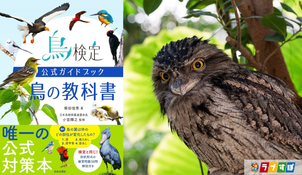 昼間は「折れた枝」に変身!? 擬態の名人ガマグチヨタカの正体【鳥検定公式ガイドブック 鳥の教科書】