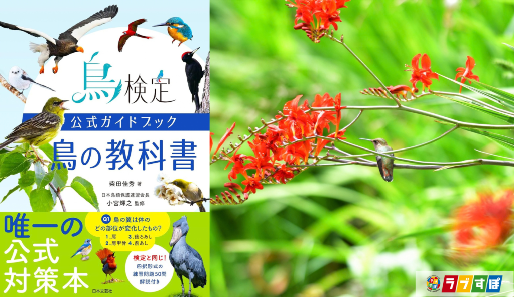 くちばしと花の長さがほぼ同じ!? ハチドリと花の驚くべき共進化【鳥検定公式ガイドブック 鳥の教科書】
